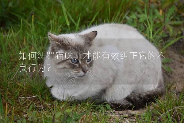 如何懲罰貓咪，才能有效糾正它的不良行為？