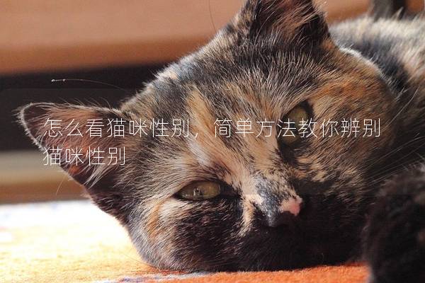 怎么看貓咪性別，簡單方法教你辨別貓咪性別