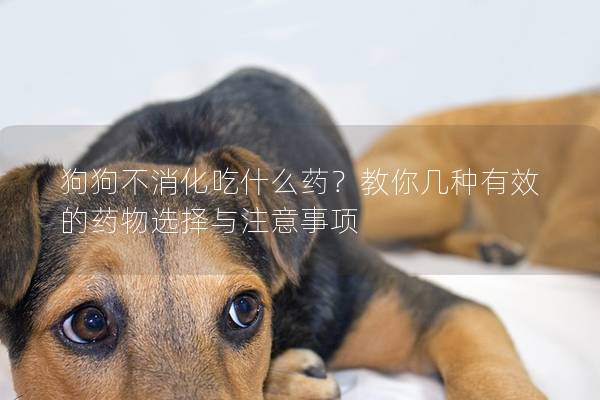 狗狗不消化吃什么藥？教你幾種有效的藥物選擇與注意事項(xiàng)