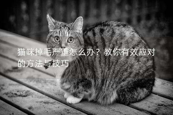 貓咪掉毛嚴重怎么辦？教你有效應對的方法與技巧