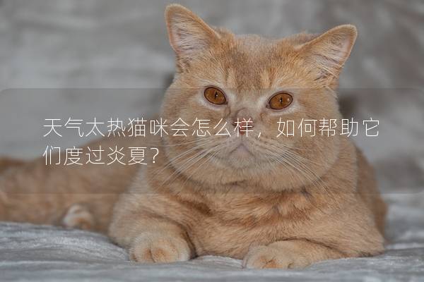 天氣太熱貓咪會(huì)怎么樣，如何幫助它們度過炎夏？