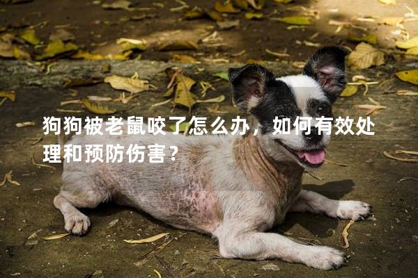 狗狗被老鼠咬了怎么辦，如何有效處理和預防傷害？