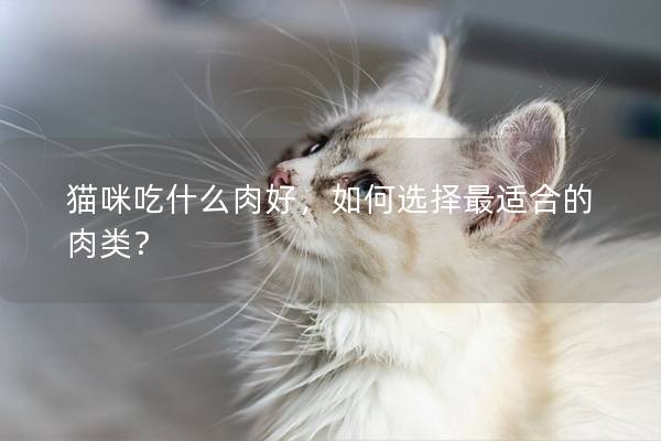 貓咪吃什么肉好，如何選擇最適合的肉類？