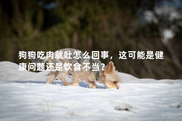 狗狗吃肉就吐怎么回事，這可能是健康問(wèn)題還是飲食不當(dāng)？