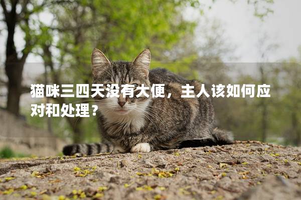 貓咪三四天沒有大便，主人該如何應(yīng)對和處理？