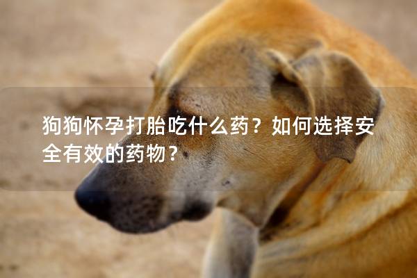 狗狗懷孕打胎吃什么藥?如何選擇安全有效的藥物? 狗狗懷孕打胎吃什么藥?如何選擇安全有效的藥物?