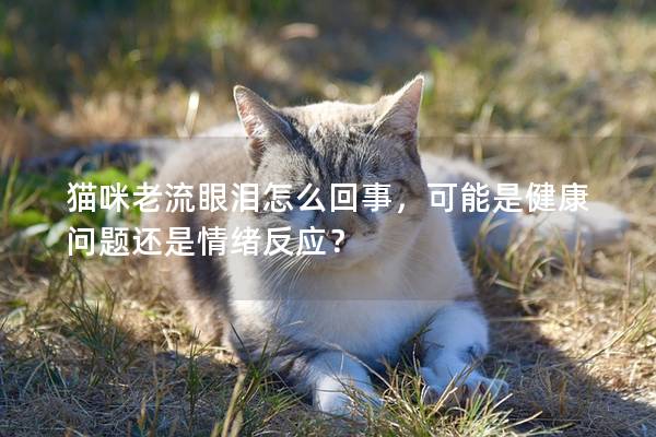 貓咪老流眼淚怎么回事，可能是健康問題還是情緒反應？