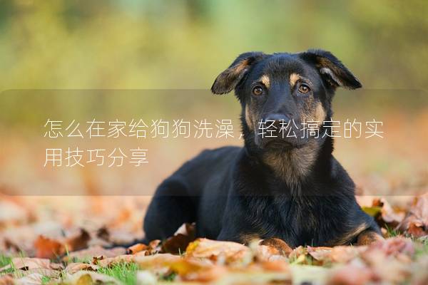 怎么在家給狗狗洗澡，輕松搞定的實(shí)用技巧分享