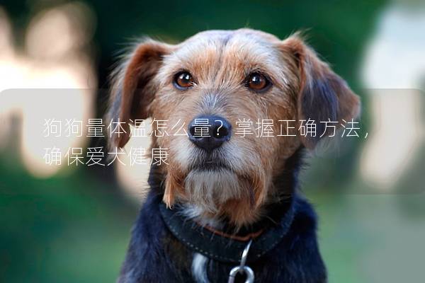 狗狗量體溫怎么量？掌握正確方法，確保愛犬健康