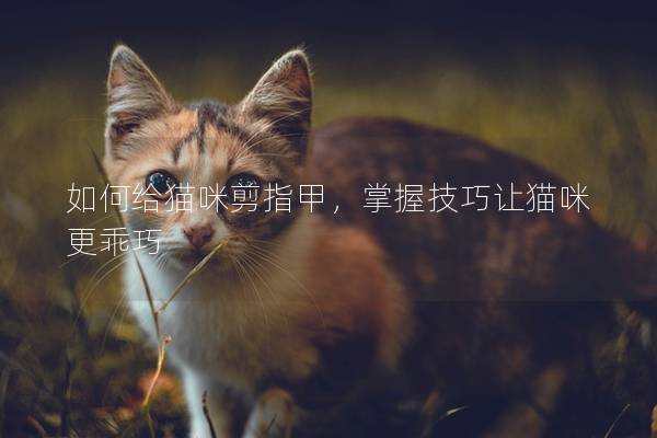 如何給貓咪剪指甲，掌握技巧讓貓咪更乖巧