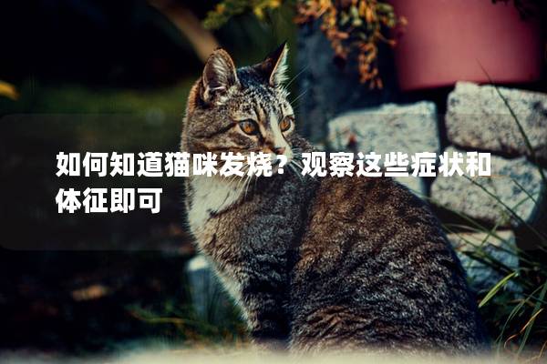 如何知道貓咪發燒？觀察這些癥狀和體征即可