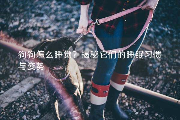 狗狗怎么睡覺？揭秘它們的睡眠習慣與姿勢