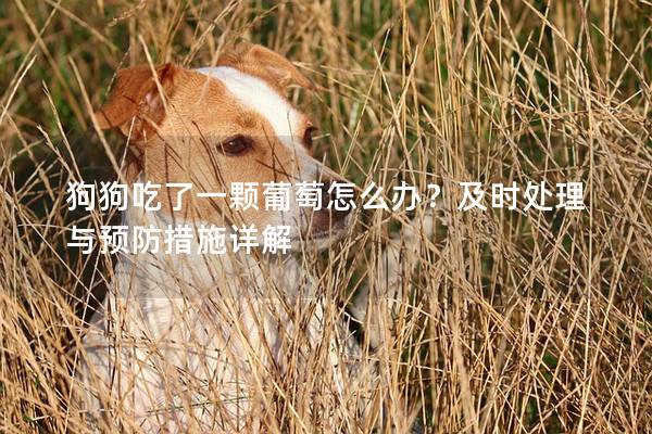 狗狗吃了一顆葡萄怎么辦？及時處理與預防措施詳解