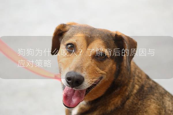 狗狗為什么咬人？了解背后的原因與應對策略