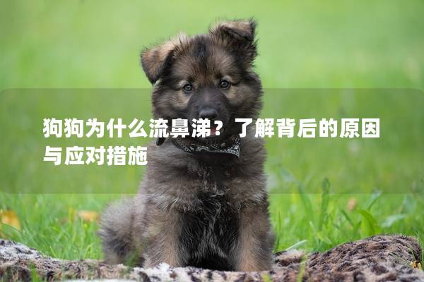 狗狗為什么流鼻涕？了解背后的原因與應對措施