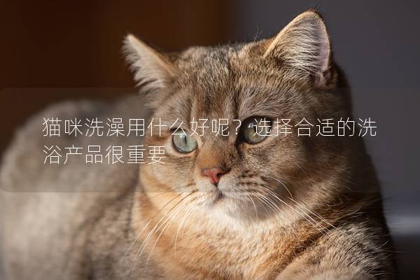 貓咪洗澡用什么好呢？選擇合適的洗浴產品很重要