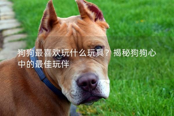 狗狗最喜歡玩什么玩具？揭秘狗狗心中的最佳玩伴