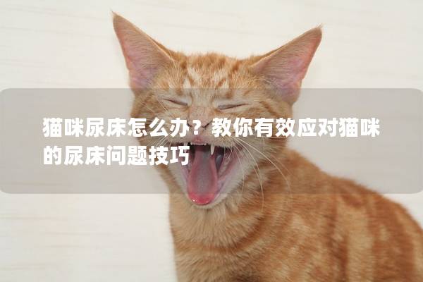 貓咪尿床怎么辦？教你有效應(yīng)對(duì)貓咪的尿床問(wèn)題技巧