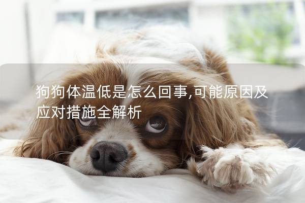 狗狗體溫低是怎么回事,可能原因及應對措施全解析 狗狗體溫低是怎么回事,可能原因及應對措施全解析