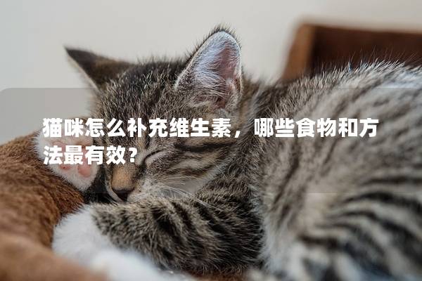 貓咪怎么補(bǔ)充維生素，哪些食物和方法最有效？