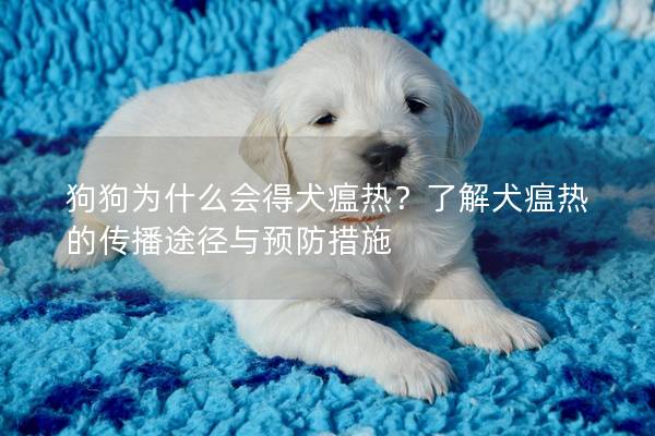 狗狗為什么會得犬瘟熱？了解犬瘟熱的傳播途徑與預防措施