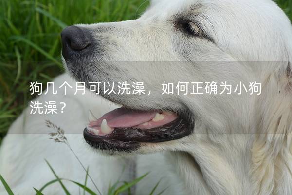 狗幾個月可以洗澡，如何正確為小狗洗澡？