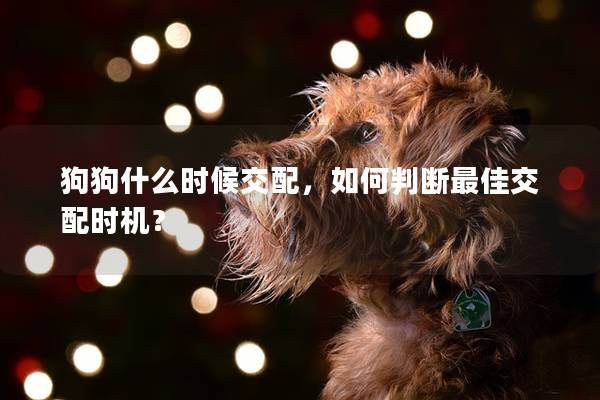 狗狗什么時候交配，如何判斷最佳交配時機？