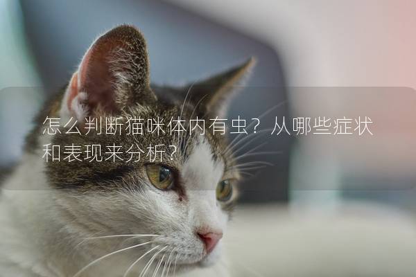 怎么判斷貓咪體內(nèi)有蟲(chóng)？從哪些癥狀和表現(xiàn)來(lái)分析？