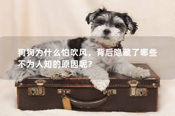 狗狗為什么怕吹風，背后隱藏了哪些不為人知的原因呢？