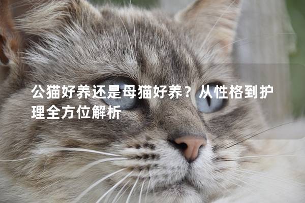 公貓好養(yǎng)還是母貓好養(yǎng)？從性格到護(hù)理全方位解析