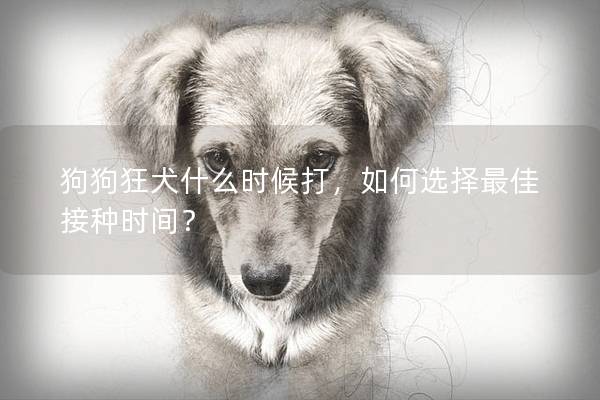 狗狗狂犬什么時候打，如何選擇最佳接種時間？