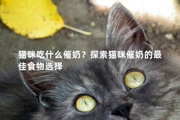 貓咪吃什么催奶?探索貓咪催奶的最佳食物選擇 貓咪吃什么催奶?探索貓咪催奶的最佳食物選擇