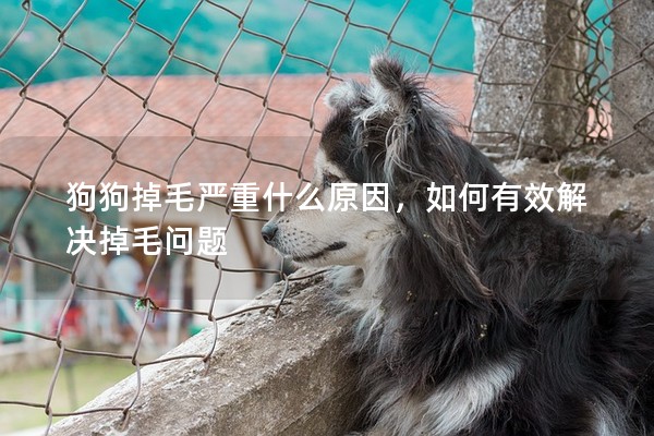 狗狗掉毛嚴(yán)重什么原因，如何有效解決掉毛問題