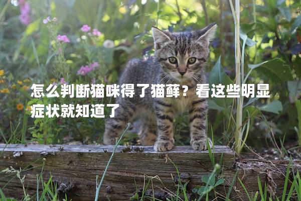 怎么判斷貓咪得了貓蘚？看這些明顯癥狀就知道了