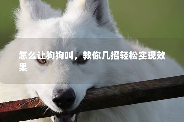 怎么讓狗狗叫，教你幾招輕松實現效果
