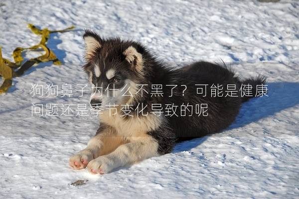 狗狗鼻子為什么不黑了？可能是健康問題還是季節變化導致的呢