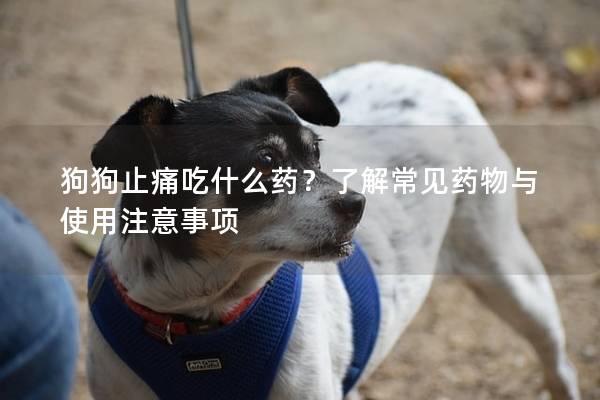 狗狗止痛吃什么藥?了解常見藥物與使用注意事項 狗狗止痛吃什么藥?了解常見藥物與使用注意事項