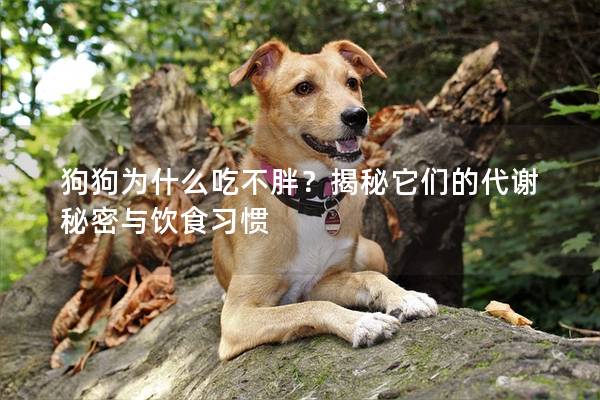 狗狗為什么吃不胖？揭秘它們的代謝秘密與飲食習慣