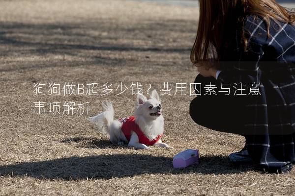 狗狗做B超多少錢？費用因素與注意事項解析