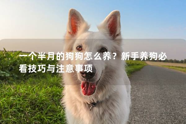 一個(gè)半月的狗狗怎么養(yǎng)？新手養(yǎng)狗必看技巧與注意事項(xiàng)