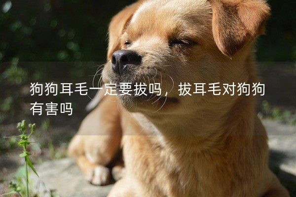 狗狗耳毛一定要拔嗎，拔耳毛對(duì)狗狗有害嗎