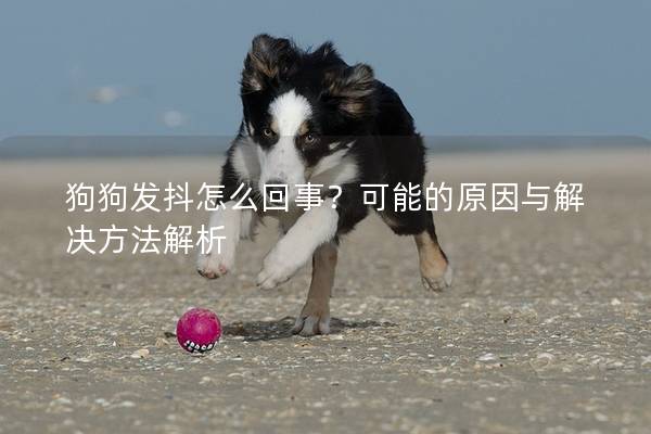 狗狗發抖怎么回事？可能的原因與解決方法解析