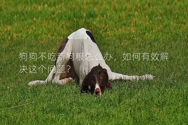 狗狗不吃新狗糧怎么辦，如何有效解決這個問題？