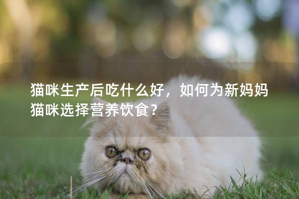 貓咪生產(chǎn)后吃什么好，如何為新媽媽貓咪選擇營養(yǎng)飲食？