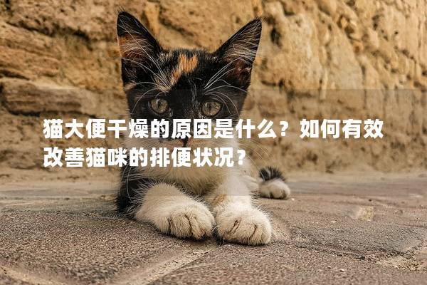 貓大便干燥的原因是什么？如何有效改善貓咪的排便狀況？