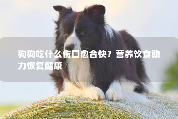 狗狗吃什么傷口愈合快？營養飲食助力恢復健康