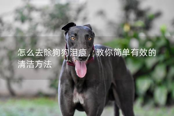 怎么去除狗狗淚痕，教你簡單有效的清潔方法