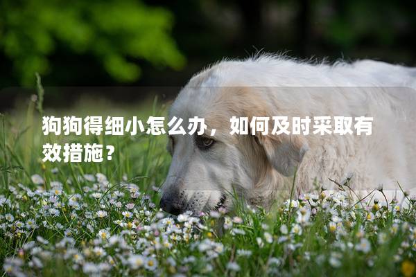 狗狗得細(xì)小怎么辦，如何及時采取有效措施？