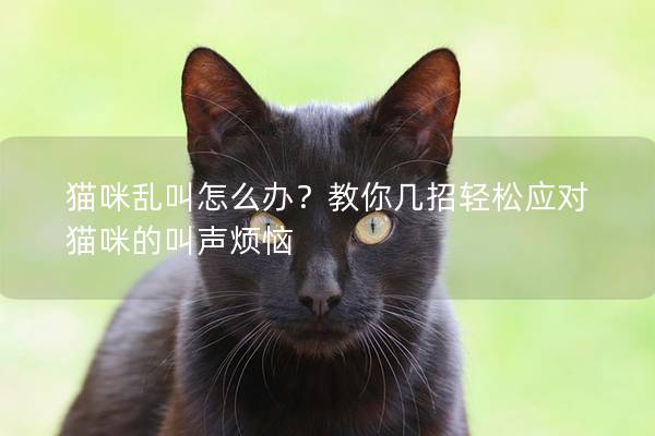 貓咪亂叫怎么辦？教你幾招輕松應對貓咪的叫聲煩惱