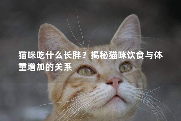 貓咪吃什么長胖？揭秘貓咪飲食與體重增加的關系